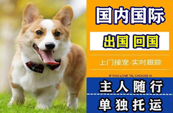 津南区宠物托运公司津南区宠物托运公司津南区宠物托运公司