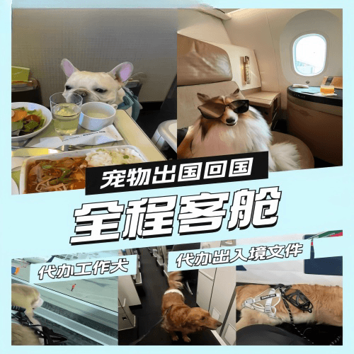 津南区宠物托运到白俄罗斯宠物入境规定和要求