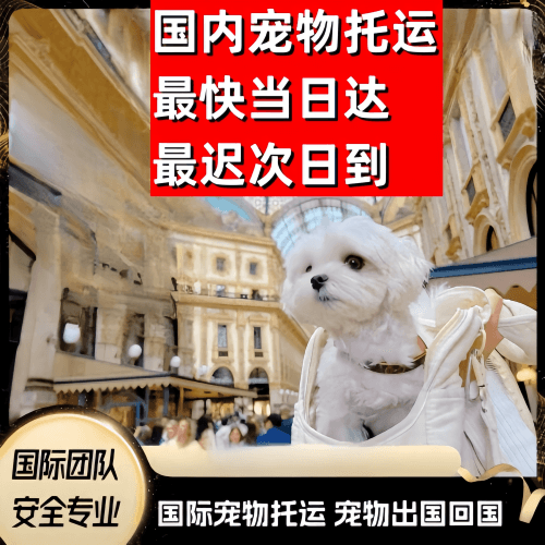 津南区到澳大利亚（澳洲）宠物入境规定和要求